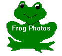 Link to Frog Photos